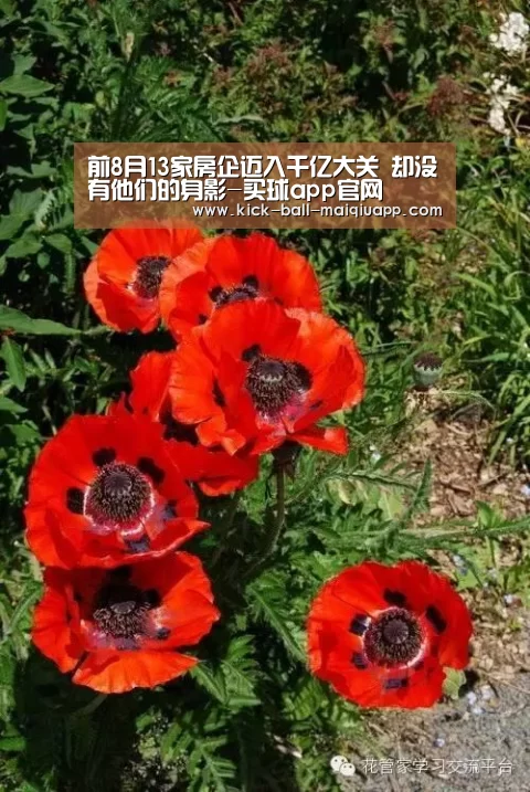 买球app官网