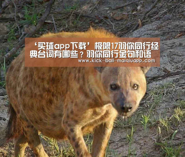 ‘买球app下载’极限17羽你同行经典台词有哪些?羽你同行金句和语录盘点(图1) 买球app下载
